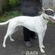 BORIS-greyhound-GACI (3)