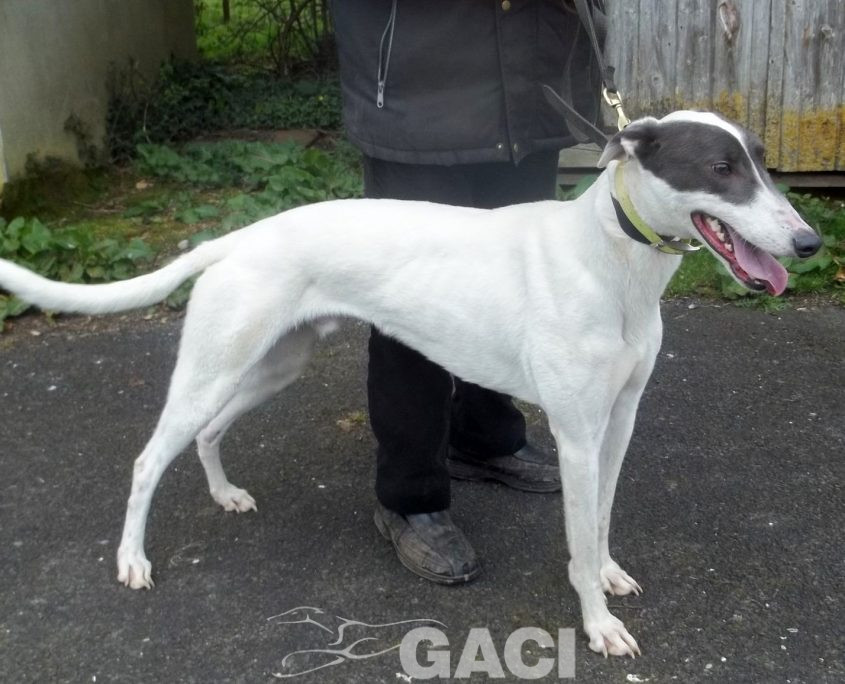 BORIS-greyhound-GACI (3)