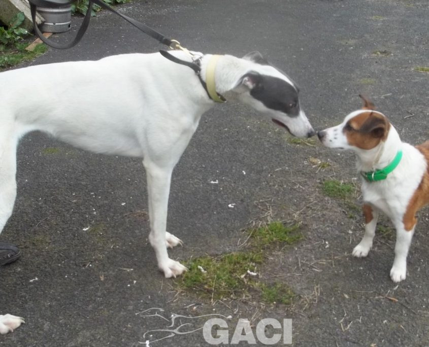 BORIS-greyhound-GACI (4)