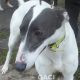 BORIS-greyhound-GACI (5)