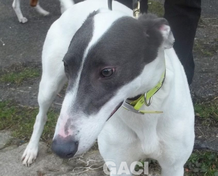 BORIS-greyhound-GACI (5)