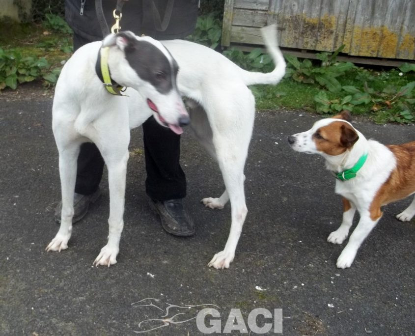 BORIS-greyhound-GACI (6)