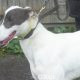BORIS-greyhound-GACI (7)