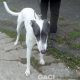 BORIS-greyhound-GACI (8)