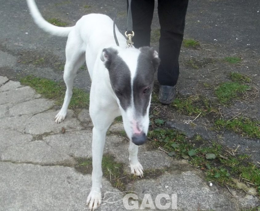 BORIS-greyhound-GACI (8)
