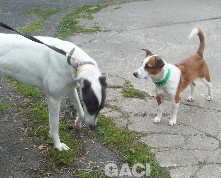 BORIS-greyhound-GACI (9)