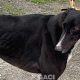BRUCE-greyhound-GACI-M (1)