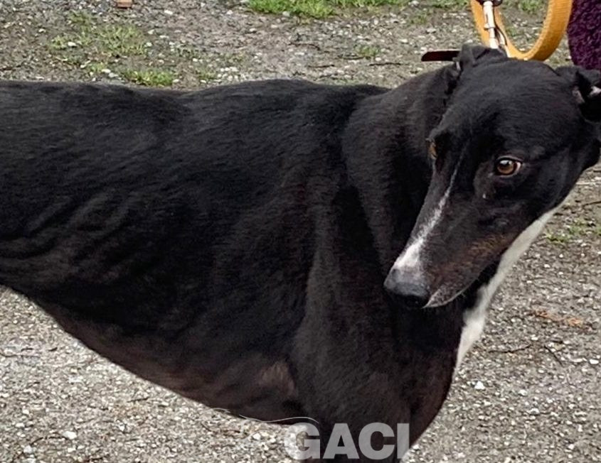 BRUCE-greyhound-GACI-M (1)