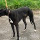 BRUCE-greyhound-GACI-M (10)