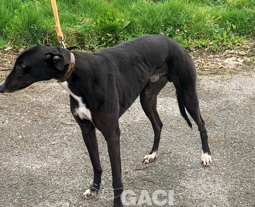 BRUCE-greyhound-GACI-M (10)
