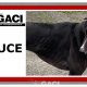 BRUCE-greyhound-GACI-M (11)
