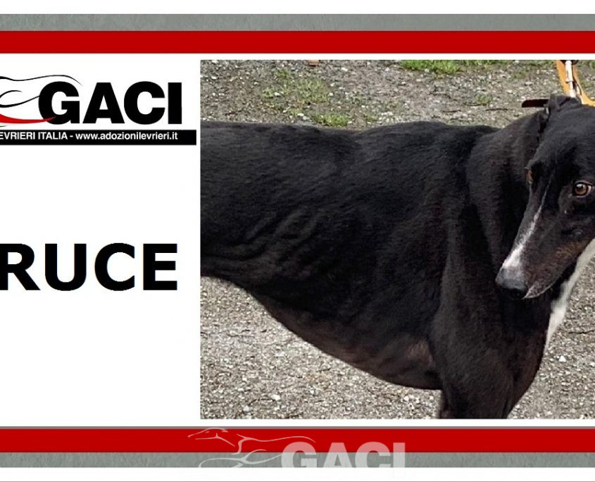 BRUCE-greyhound-GACI-M (11)