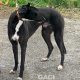 BRUCE-greyhound-GACI-M (2)