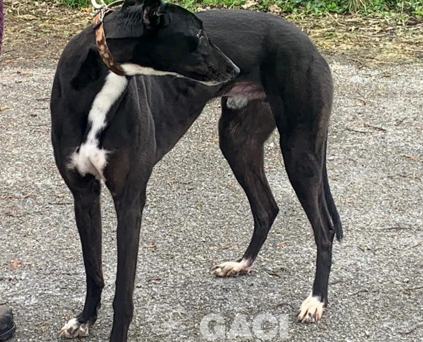 BRUCE-greyhound-GACI-M (2)