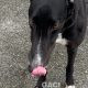 BRUCE-greyhound-GACI-M (3)