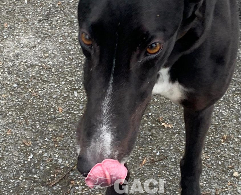 BRUCE-greyhound-GACI-M (3)