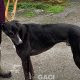BRUCE-greyhound-GACI-M (4)