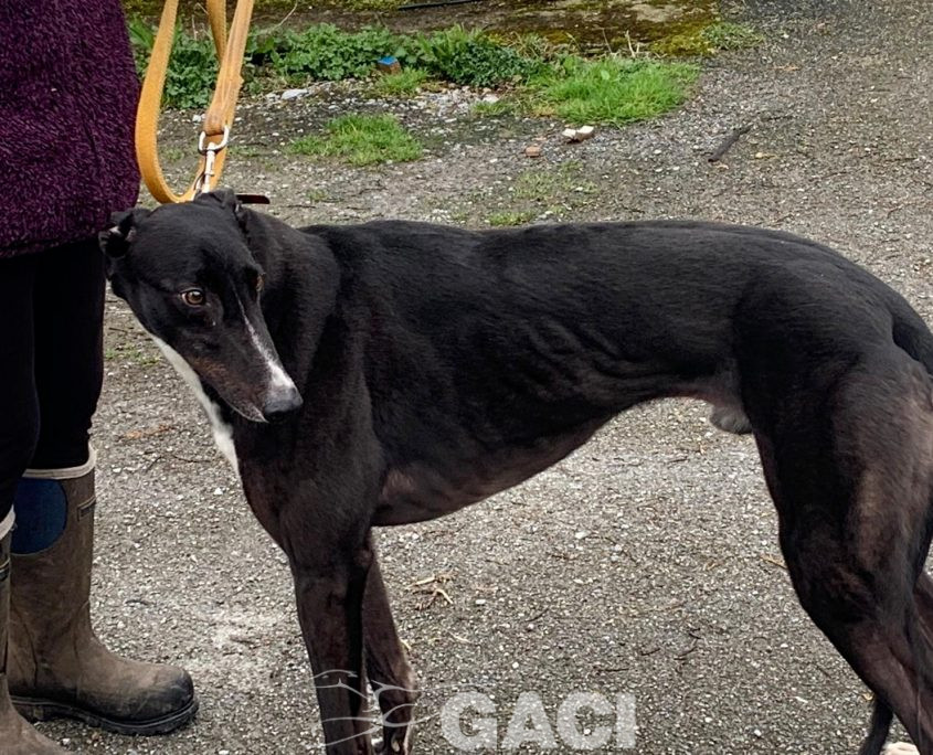 BRUCE-greyhound-GACI-M (4)