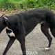 BRUCE-greyhound-GACI-M (5)