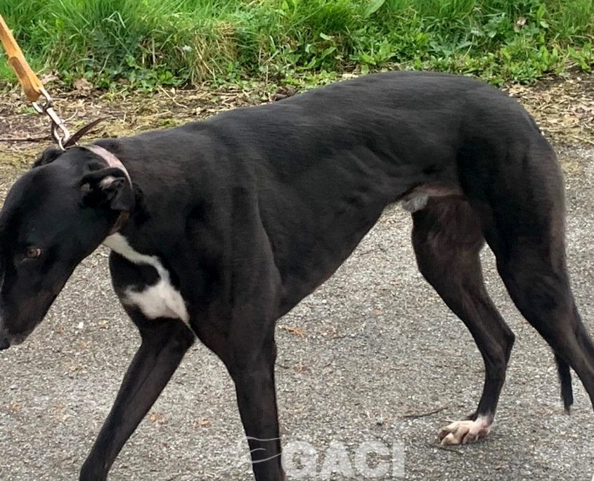BRUCE-greyhound-GACI-M (5)