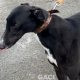 BRUCE-greyhound-GACI-M (6)