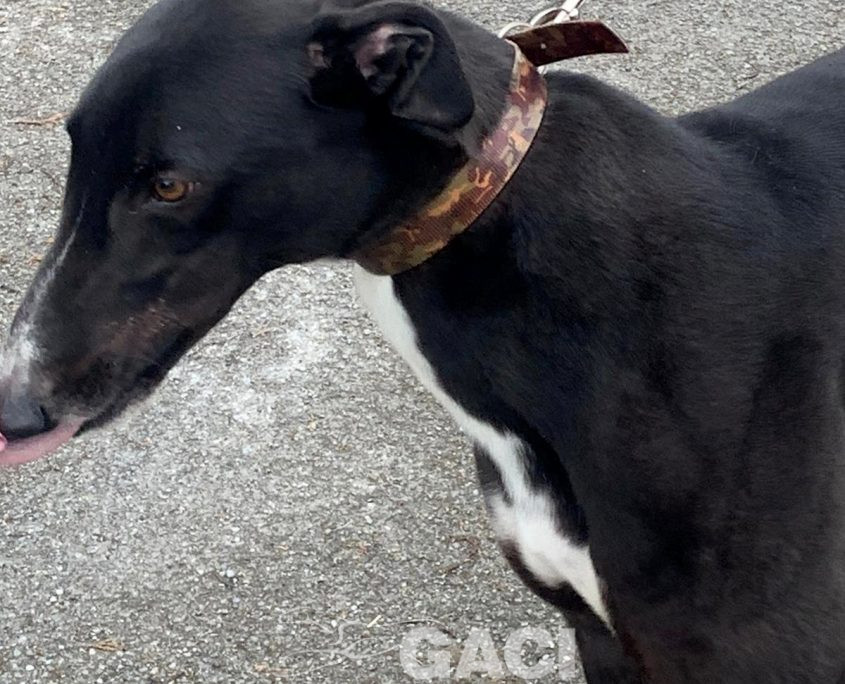 BRUCE-greyhound-GACI-M (6)