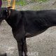 BRUCE-greyhound-GACI-M (7)