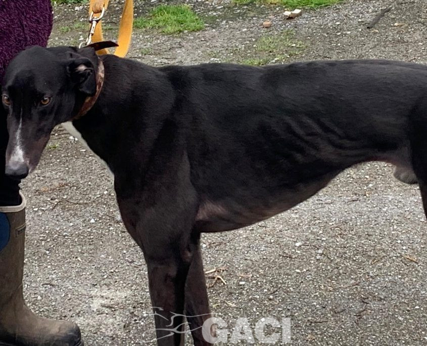 BRUCE-greyhound-GACI-M (7)