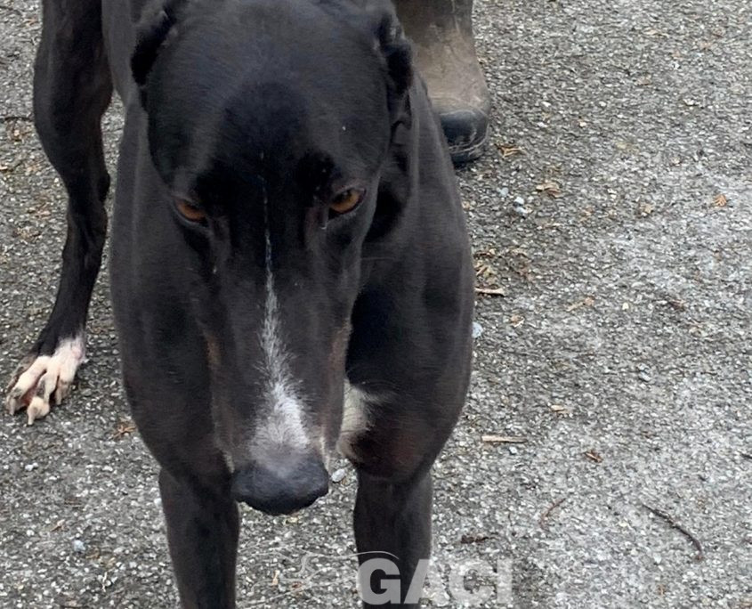 BRUCE-greyhound-GACI-M (8)