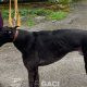 BRUCE-greyhound-GACI-M (9)