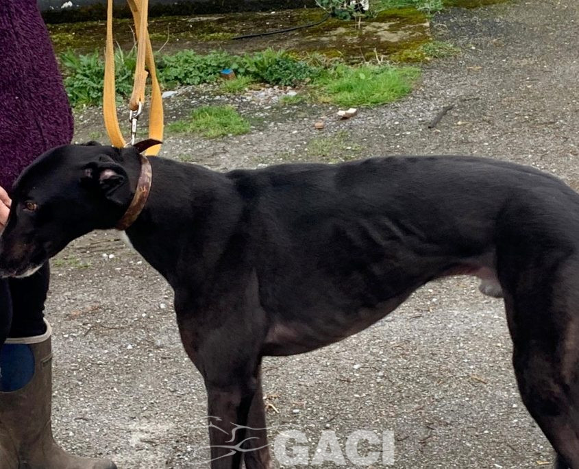 BRUCE-greyhound-GACI-M (9)