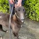 CHICCO-greyhound-GACI 14-05-2019 - M (1)