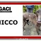 CHICCO-greyhound-GACI 14-05-2019 - M (5)