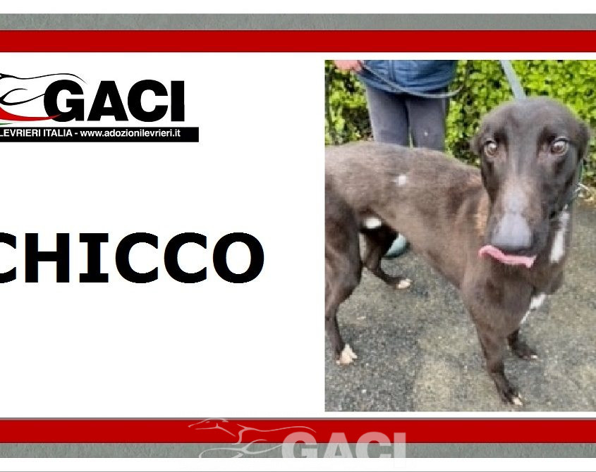 CHICCO-greyhound-GACI 14-05-2019 - M (5)