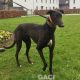 HILDA-greyhound-GACI- 03-12-2018 - F (1)