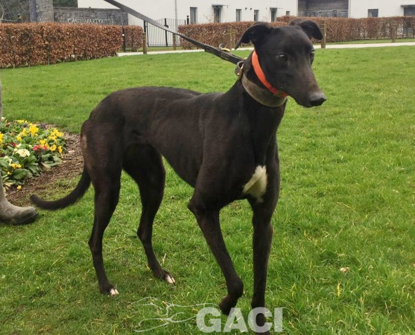 HILDA-greyhound-GACI- 03-12-2018 - F (1)