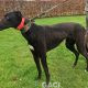 HILDA-greyhound-GACI- 03-12-2018 - F (2)