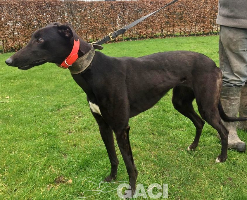 HILDA-greyhound-GACI- 03-12-2018 - F (2)
