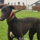 HILDA-greyhound-GACI- 03-12-2018 - F (4)