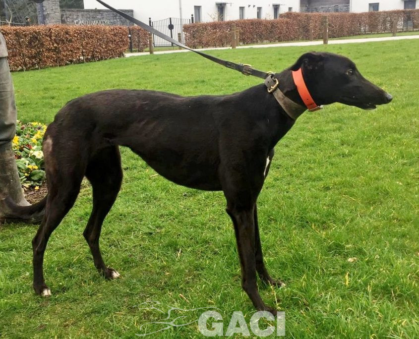 HILDA-greyhound-GACI- 03-12-2018 - F (5)