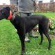 HILDA-greyhound-GACI- 03-12-2018 - F (6)