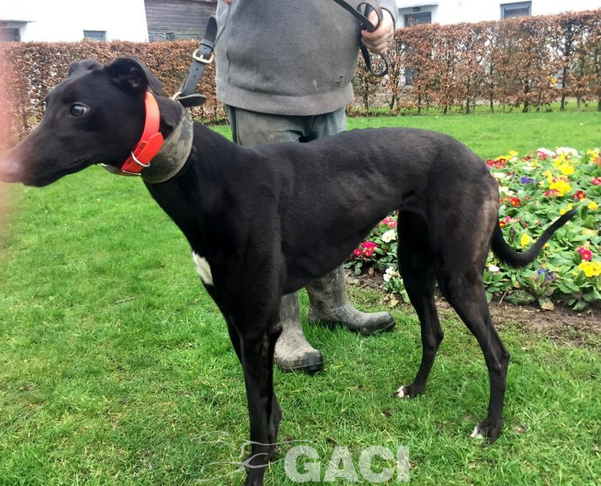 HILDA-greyhound-GACI- 03-12-2018 - F (6)