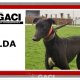 HILDA-greyhound-GACI- 03-12-2018 - F (7)