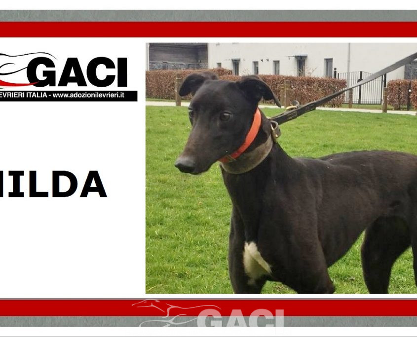 HILDA-greyhound-GACI- 03-12-2018 - F (7)