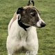 JESSIE-greyhound-GACI- 18-05-2013 - F (1)