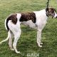 JESSIE-greyhound-GACI- 18-05-2013 - F (2)