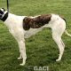 JESSIE-greyhound-GACI- 18-05-2013 - F (3)