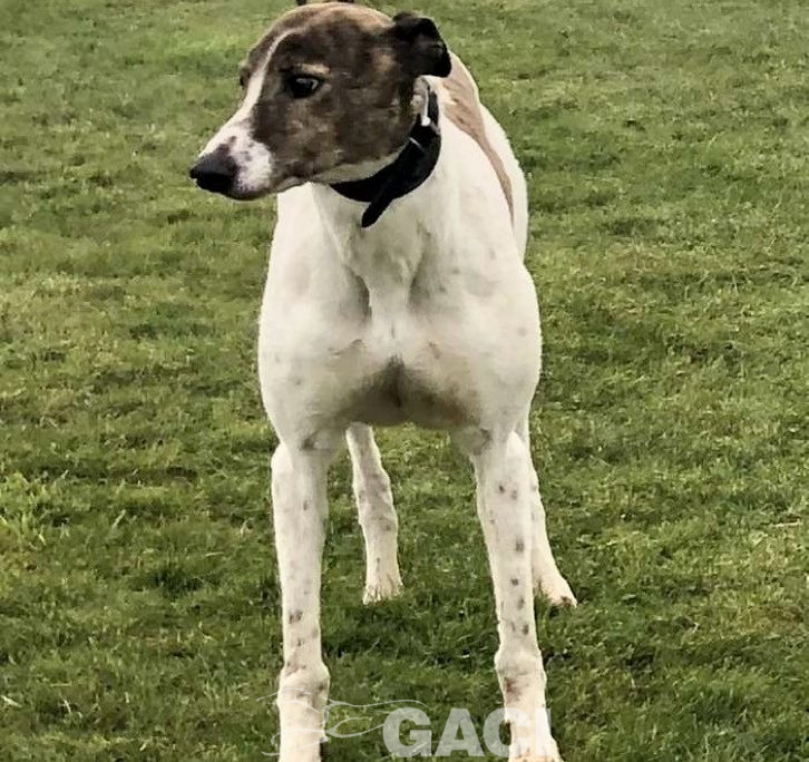 JESSIE-greyhound-GACI- 18-05-2013 - F (4)