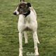 JESSIE-greyhound-GACI- 18-05-2013 - F (4)