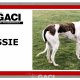 JESSIE-greyhound-GACI- 18-05-2013 - F (5)